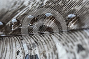 Water drops in a row on the gray pheasant feather closeup macro