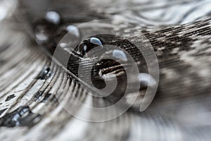 Water drops in a row on the gray pheasant feather closeup macro