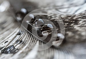 Water drops in a row on the gray pheasant feather closeup macro