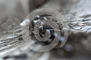 Water drops in a row on the gray pheasant feather closeup macro