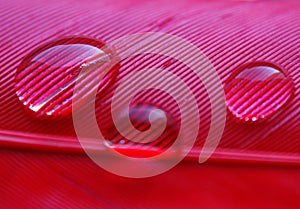 Water drops in a row on the pink red duck feather closeup macro