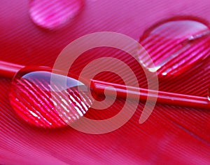 Water drops in a row on the pink red duck feather closeup macro