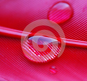 Water drops in a row on the pink red duck feather closeup macro