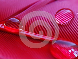 Water drops in a row on the pink red duck feather closeup macro