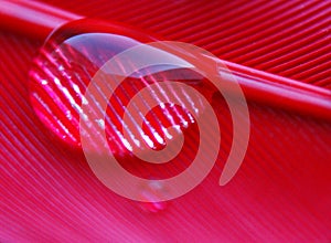 Water drops in a row on the pink red duck feather closeup macro