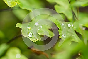 Water drops on the small green leaves. Fresh and health plant, nature.