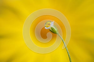 Water drops on small white flower. The droplets reflect the yellow camomile, which is in the background.