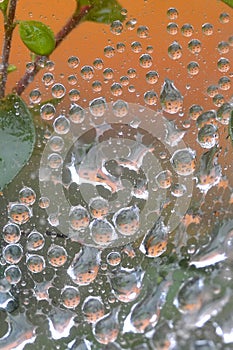 Water drops at spider net