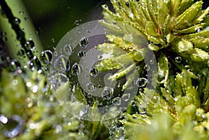 Water Drops on Spider Web