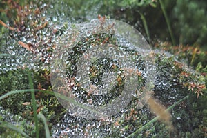 Water drops in the spider web