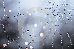 Water drops on the spider web background.