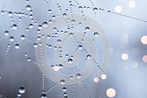 Water drops on the spider web background.