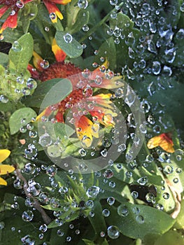 Water drops on a spider web on the Blanket flowers Gaillardia pulchella