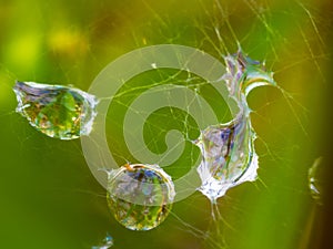 Water drops in a spider web and blurry green background