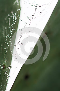 Water Drops on Spider Web