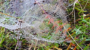 Close up shot of web with wet drops