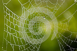 Water drops on spider web needles extreme macro crop