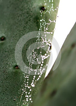 Water Drops on Spider Web