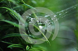 water drops on spider web