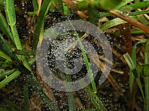 Water Drops on Spider Web