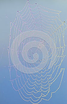 Water drops on spiderweb on blue sky background