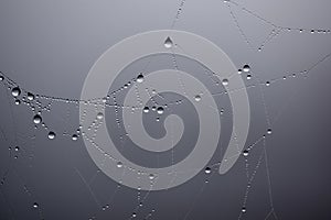 Water drops on spiderweb on gray sky background