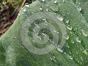 Water Drops on Taro Colocasia antiquorum