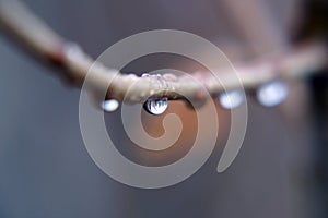 Water drops on a thin branch