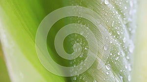 Water drops on a tropical leaf in summer
