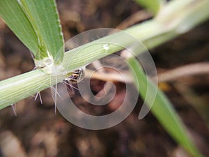 Water drops on trunk of weed, macro image