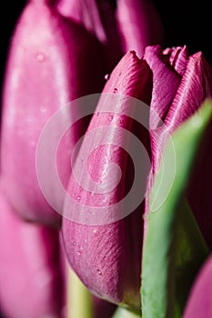 Water drops on a wet purple tulip petal flower on a black background