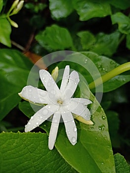 Water drops in Whait flower nature