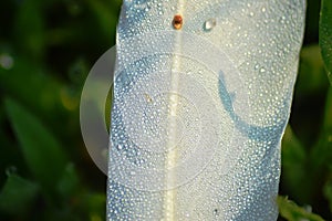 Water drops on white feather