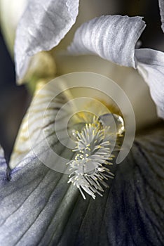 Water drops on white iris