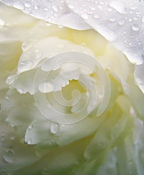 Water drops on white peony petal photo