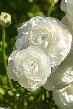 Water drops on white Persian buttercup (ranunculus asiaticus) flower.