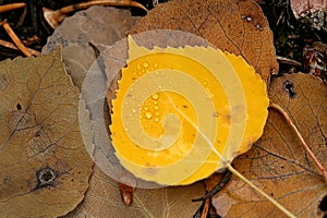 Water drops on yellow aspen leaf