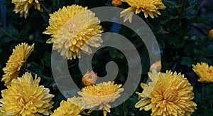 Water drops on yellow flower petals