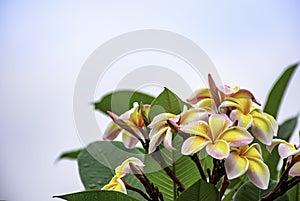 Water drops on Yellow flowers or Plumeria obtusa in garden and sky