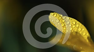 Water drops on yellow leaf