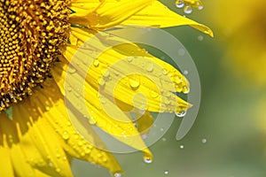 Water drops on yellow sunflower blooming in natural garden outdoor background