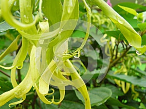 Water drops on Ylang Ylang petal or Perfume Tree.