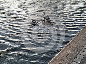 Water ducks  brids