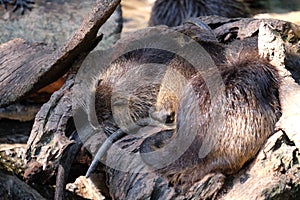 Water dwelling nutrias