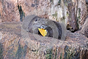 Water dwelling nutrias