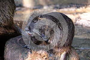 Water dwelling nutrias