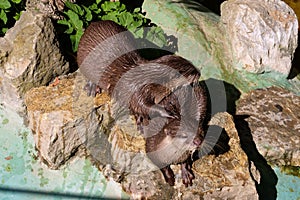 Water dwelling nutrias