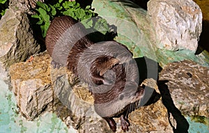 Water dwelling nutrias