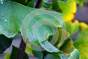 WATER ON THE EDGE OF A GREEN GINKGO BILOBA LEAF