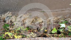 Water enters a storm sewer clogged with branches after heavy rain . engineering structures